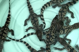Nine Siamese Crocodiles Hatch at the Koh Kong Reptile Conservation Center